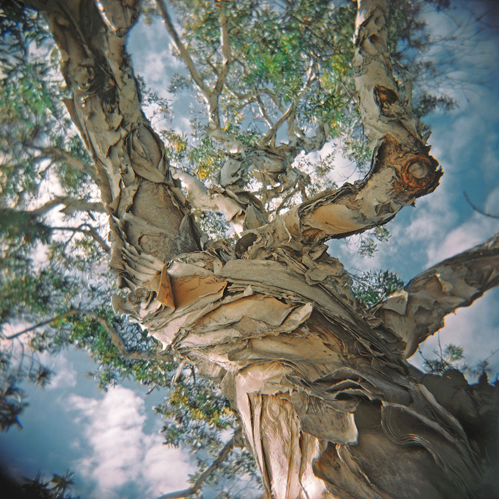 In the Company of Trees - Photograph by Judith Fox